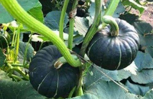 网红在线吃瓜什么意思,揭秘网络娱乐背后的真相  第3张